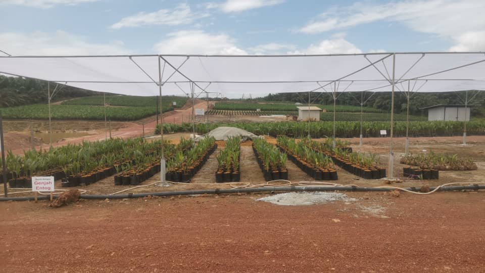 Coconut Nursery 1