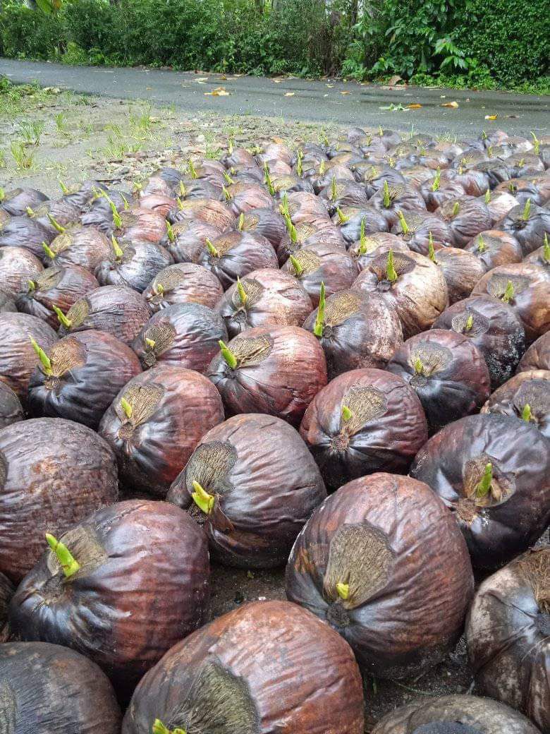 Coconut Nursery 2