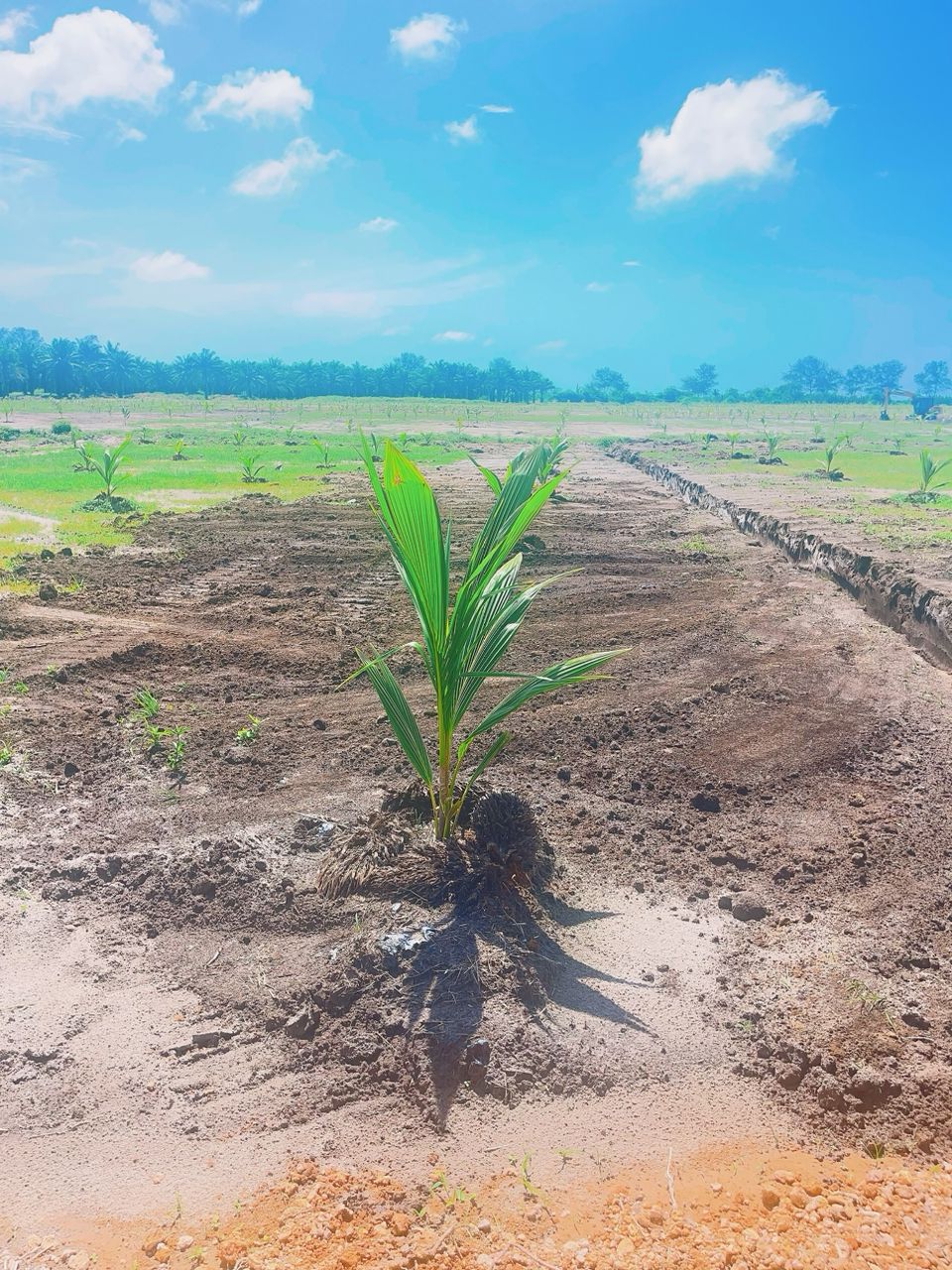 Coconut Nursery 3